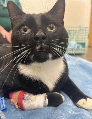 Illustration de l'article : &laquo; C'est un miracle qu'il soit encore l&agrave; &raquo;, un chat port&eacute; disparu depuis des mois survit &agrave; 5 collisions avant de retrouver sa famille