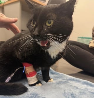 Illustration de l'article : &laquo; C'est un miracle qu'il soit encore l&agrave; &raquo;, un chat port&eacute; disparu depuis des mois survit &agrave; 5 collisions avant de retrouver sa famille