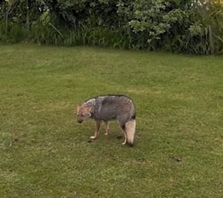 Illustration de l'article : Un joggeur voyant un chien suivi de tr&egrave;s pr&egrave;s par un renard d&eacute;cide de l'escorter jusque chez lui pour le prot&eacute;ger (vid&eacute;o)