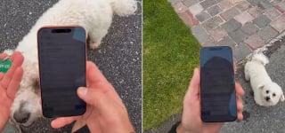 Illustration de l'article : Un joggeur voyant un chien suivi de tr&egrave;s pr&egrave;s par un renard d&eacute;cide de l'escorter jusque chez lui pour le prot&eacute;ger (vid&eacute;o)