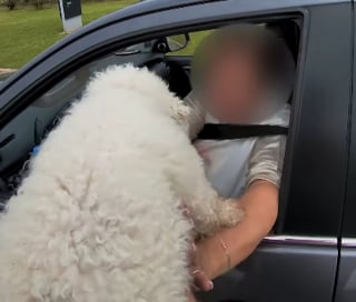 Illustration de l'article : Un joggeur voyant un chien suivi de tr&egrave;s pr&egrave;s par un renard d&eacute;cide de l'escorter jusque chez lui pour le prot&eacute;ger (vid&eacute;o)