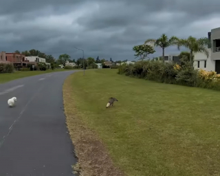 Illustration de l'article : Un joggeur voyant un chien suivi de tr&egrave;s pr&egrave;s par un renard d&eacute;cide de l'escorter jusque chez lui pour le prot&eacute;ger (vid&eacute;o)