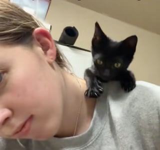 Illustration de l'article : &laquo; C&rsquo;&eacute;tait comme si elle m&rsquo;attendait &raquo;, une petite chatte errante se laisse apprivoiser avec une glace et change de destin (vid&eacute;o)