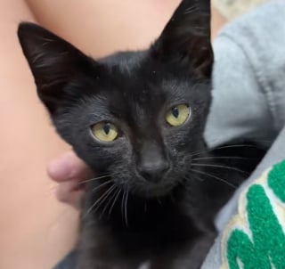 Illustration de l'article : &laquo; C&rsquo;&eacute;tait comme si elle m&rsquo;attendait &raquo;, une petite chatte errante se laisse apprivoiser avec une glace et change de destin (vid&eacute;o)