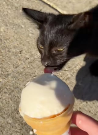 Illustration de l'article : &laquo; C&rsquo;&eacute;tait comme si elle m&rsquo;attendait &raquo;, une petite chatte errante se laisse apprivoiser avec une glace et change de destin (vid&eacute;o)