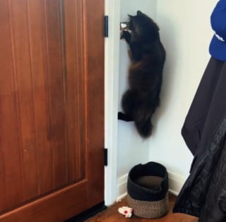 Illustration de l'article : Subissant quotidiennement la col&egrave;re d'une chatte, le facteur d&eacute;couvre un mot touchant de la part de sa propri&eacute;taire (vid&eacute;o)