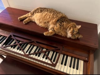Illustration de l'article : Toutes les nuits, cette chatte m&eacute;lomane ayant un chien pour prof de musique saute sur le piano pour faire ses gammes