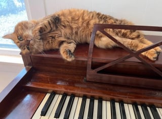Illustration de l'article : Toutes les nuits, cette chatte m&eacute;lomane ayant un chien pour prof de musique saute sur le piano pour faire ses gammes