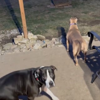 Illustration de l'article : 2 Pitbulls s&rsquo;inqui&egrave;tent en constatant l&rsquo;absence des chiots cens&eacute;s jouer dans le jardin, mais la joie des retrouvailles ne tarde pas (vid&eacute;o)