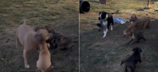 Illustration de l'article : 2 Pitbulls s&rsquo;inqui&egrave;tent en constatant l&rsquo;absence des chiots cens&eacute;s jouer dans le jardin, mais la joie des retrouvailles ne tarde pas (vid&eacute;o)