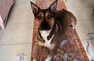 Illustration de l'article : Apr&egrave;s avoir vu son ma&icirc;tre renvers&eacute; par une voiture, ce chien paniqu&eacute; dispara&icirc;t et d&eacute;clenche une &eacute;norme op&eacute;ration pour &ecirc;tre retrouv&eacute;