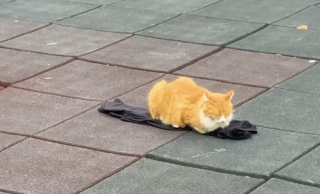 Illustration de l'article : "Je suis instantan&eacute;ment tomb&eacute; amoureux", une chatte errante s&rsquo;approche d&rsquo;un homme faisant du sport et agit comme s&rsquo;ils se connaissaient depuis toujours