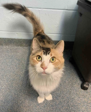 Illustration de l'article : Trouv&eacute;e seule sur un terrain de football, une chatte adulte ayant le poids d&rsquo;un chaton parcourt un long chemin pour obtenir ce qu&rsquo;elle a toujours d&eacute;sir&eacute;