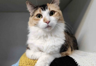 Illustration de l'article : Trouv&eacute;e seule sur un terrain de football, une chatte adulte ayant le poids d&rsquo;un chaton parcourt un long chemin pour obtenir ce qu&rsquo;elle a toujours d&eacute;sir&eacute;