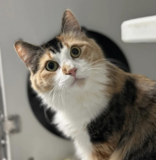 Illustration de l'article : Trouv&eacute;e seule sur un terrain de football, une chatte adulte ayant le poids d&rsquo;un chaton parcourt un long chemin pour obtenir ce qu&rsquo;elle a toujours d&eacute;sir&eacute;