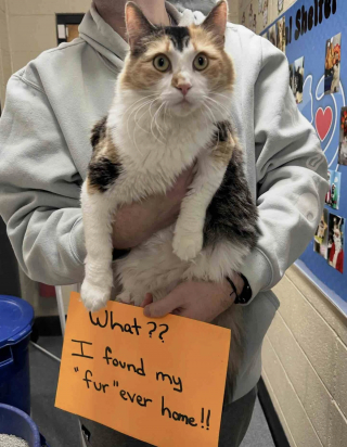 Illustration de l'article : Trouv&eacute;e seule sur un terrain de football, une chatte adulte ayant le poids d&rsquo;un chaton parcourt un long chemin pour obtenir ce qu&rsquo;elle a toujours d&eacute;sir&eacute;