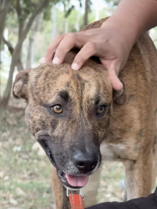 Illustration de l'article : Des nouvelles du chien ayant vol&eacute; la peluche dans un centre commercial, son adoptant promet qu'il &laquo; ne conna&icirc;tra plus jamais l&rsquo;abandon ni la solitude dans la rue &raquo; (vid&eacute;o)