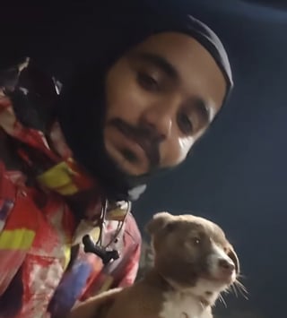 Illustration de l'article : Le destin d'un chiot errant fr&ocirc;lant le pire sur la route bascule en rencontrant un livreur &agrave; moto (vid&eacute;o)