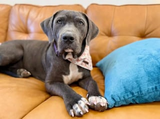 Illustration de l'article : &laquo; J&rsquo;ai fondu en larmes &raquo;, une chienne affam&eacute;e, trop faible pour marcher, remue encore la queue pour sa sauveteuse (vid&eacute;o)