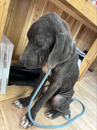 Illustration de l'article : &laquo; J&rsquo;ai fondu en larmes &raquo;, une chienne affam&eacute;e, trop faible pour marcher, remue encore la queue pour sa sauveteuse (vid&eacute;o)