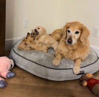 Illustration de l'article : Ce chiot Teckel apprend tout au contact de sa grande soeur, y compris &agrave; demander &agrave; sortir (vid&eacute;o)