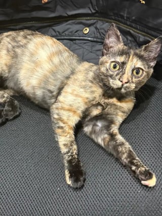 Illustration de l'article : &laquo; Ils avaient besoin l'un de l'autre &raquo;, un chaton sauv&eacute; par l&rsquo;arm&eacute;e redonne le sourire &agrave; un v&eacute;t&eacute;ran endeuill&eacute; (vid&eacute;o)