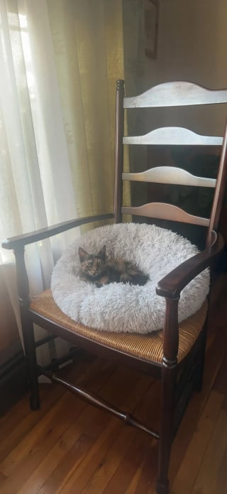 Illustration de l'article : &laquo; Ils avaient besoin l'un de l'autre &raquo;, un chaton sauv&eacute; par l&rsquo;arm&eacute;e redonne le sourire &agrave; un v&eacute;t&eacute;ran endeuill&eacute; (vid&eacute;o)