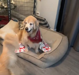 Illustration de l'article : Refusant de se laisser abattre par le poids des ann&eacute;es, cette Golden Retriever s&eacute;niore fait de son mieux pour continuer &agrave; jouer avec les plus jeunes (vid&eacute;o)