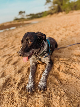 Illustration de l'article : Ignor&eacute;e des adoptants potentiels, cette chienne n&eacute;e dans la rue r&ecirc;ve de faire partie d'une famille aimante pour la vie