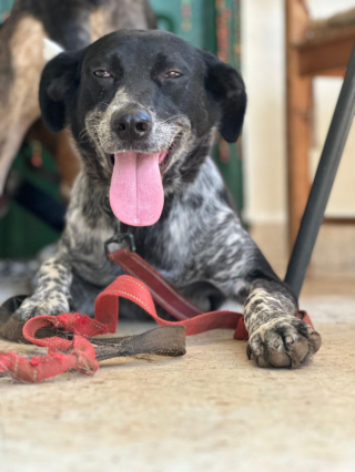 Illustration de l'article : Ignor&eacute;e des adoptants potentiels, cette chienne n&eacute;e dans la rue r&ecirc;ve de faire partie d'une famille aimante pour la vie