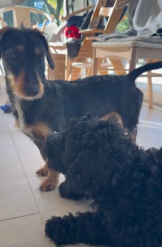 Illustration de l'article : Il d&eacute;couvre une Teckel seule et terrifi&eacute;e sur un pont, toute la famille se mobilise pour la soigner et r&eacute;conforter (vid&eacute;o)