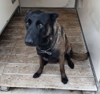 Illustration de l'article : "Une &eacute;preuve douloureuse pour toute une &eacute;quipe", tristesse et interrogations apr&egrave;s le d&eacute;c&egrave;s d'un chien policier en marge d'un match de football