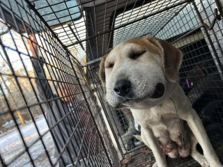 Illustration de l'article : "Heureuse de voir les gens qui l'aiment", la chienne d&eacute;couverte enceinte et &eacute;trangl&eacute;e par un fil m&eacute;tallique a accouch&eacute;