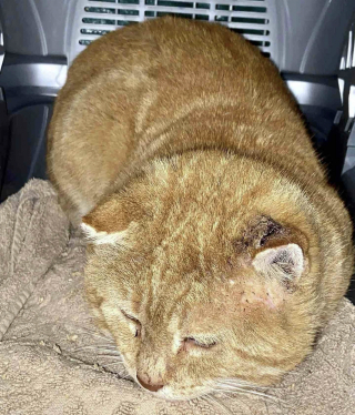 Illustration de l'article : &laquo; Il attendait ce moment depuis longtemps &raquo;, ce chat qui a toujours essay&eacute; de survivre dans la rue d&eacute;couvre que la vie peut &ecirc;tre paisible &agrave; l'int&eacute;rieur