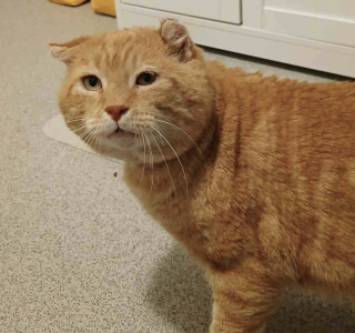 Illustration de l'article : &laquo; Il attendait ce moment depuis longtemps &raquo;, ce chat qui a toujours essay&eacute; de survivre dans la rue d&eacute;couvre que la vie peut &ecirc;tre paisible &agrave; l'int&eacute;rieur