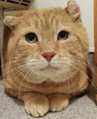 Illustration de l'article : &laquo; Il attendait ce moment depuis longtemps &raquo;, ce chat qui a toujours essay&eacute; de survivre dans la rue d&eacute;couvre que la vie peut &ecirc;tre paisible &agrave; l'int&eacute;rieur