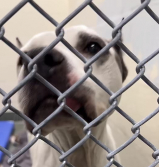 Illustration de l'article : &laquo; Elle n'a jamais perdu espoir &raquo;, apr&egrave;s des ann&eacute;es d&rsquo;inqui&eacute;tude, une femme fond en larmes en recevant l&rsquo;appel inattendu d&rsquo;un refuge (vid&eacute;o)