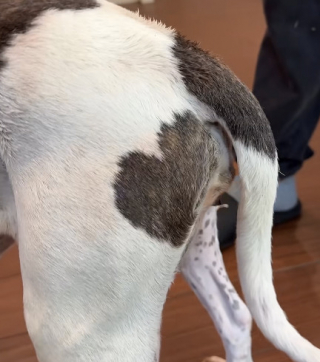 Illustration de l'article : &laquo; Elle n'a jamais perdu espoir &raquo;, apr&egrave;s des ann&eacute;es d&rsquo;inqui&eacute;tude, une femme fond en larmes en recevant l&rsquo;appel inattendu d&rsquo;un refuge (vid&eacute;o)