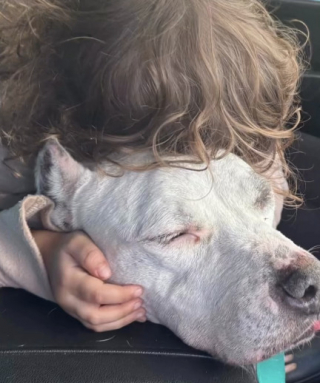 Illustration de l'article : &laquo; Elle n'a jamais perdu espoir &raquo;, apr&egrave;s des ann&eacute;es d&rsquo;inqui&eacute;tude, une femme fond en larmes en recevant l&rsquo;appel inattendu d&rsquo;un refuge (vid&eacute;o)