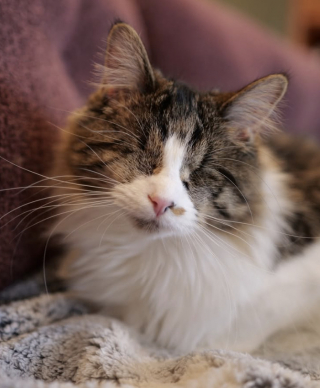 Illustration de l'article : &laquo; Bravo ! &raquo;, une petite chatte aveugle apprend seule &agrave; rapporter sa balle et &eacute;merveille sa ma&icirc;tresse (vid&eacute;o)