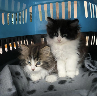 Illustration de l'article : Trouv&eacute;s blottis l'un contre l'autre dans le froid, ces chatons minuscules ont surv&eacute;cu &agrave; la rue gr&acirc;ce &agrave; leur complicit&eacute;