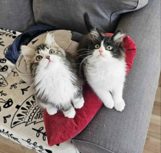 Illustration de l'article : Trouv&eacute;s blottis l'un contre l'autre dans le froid, ces chatons minuscules ont surv&eacute;cu &agrave; la rue gr&acirc;ce &agrave; leur complicit&eacute;