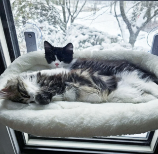 Illustration de l'article : Trouv&eacute;s blottis l'un contre l'autre dans le froid, ces chatons minuscules ont surv&eacute;cu &agrave; la rue gr&acirc;ce &agrave; leur complicit&eacute;