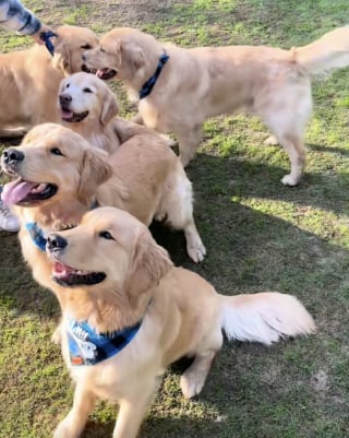 Illustration de l'article : « C'est la chose la plus mignonne que j'aie jamais vue », une femme organise une fête d'anniversaire à son chien et invite ses compagnons de portée (vidéo)