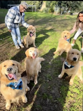 Illustration de l'article : « C'est la chose la plus mignonne que j'aie jamais vue », une femme organise une fête d'anniversaire à son chien et invite ses compagnons de portée (vidéo)