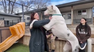 Illustration de l'article : En lice pour devenir le chien le plus grand du monde, ce g&eacute;ant de 63 kilos reste bloqu&eacute; aux portes de la gloire &agrave; cause d'une phobie (vid&eacute;o)