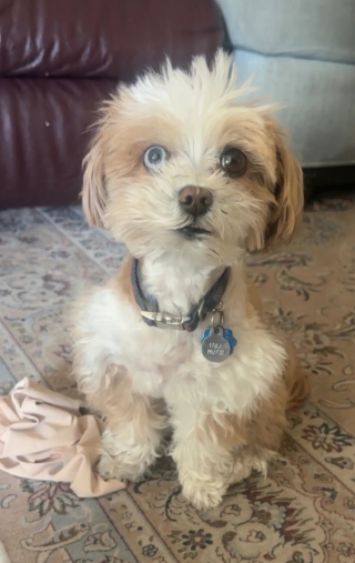 Illustration de l'article : Une petite chienne sauve la vie de sa ma&icirc;tresse, encourageant la passante venue &agrave; son secours &agrave; poursuivre les premiers soins