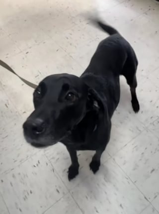 Illustration de l'article : Le retour au refuge sape le moral de ce chien pourtant enjou&eacute;, mais la chance lui sourit &agrave; nouveau (vid&eacute;o)