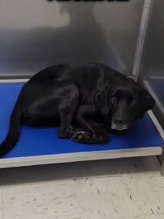 Illustration de l'article : Le retour au refuge sape le moral de ce chien pourtant enjou&eacute;, mais la chance lui sourit &agrave; nouveau (vid&eacute;o)