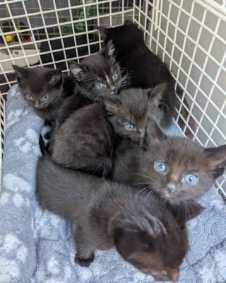 Illustration de l'article : Abandonn&eacute;s le jour de No&euml;l dans une bo&icirc;te de nourriture pour chats, des chatons rencontrent un franc succ&egrave;s aupr&egrave;s des adoptants potentiels